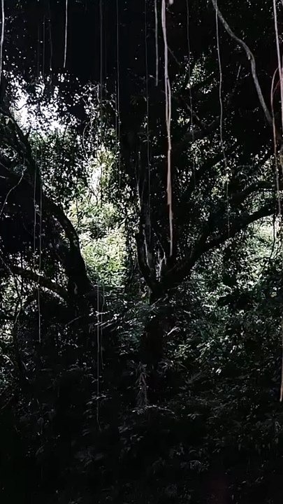 Natural Forest Sounds - Pampering the Mind
