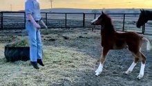 The art of trust: how to bond with a young colt