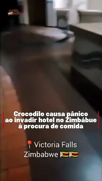 Crocodilo causa pânico ao invadir hotel no Zimbábue à procura de comida