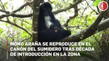 Nace mono araña en el Cañón del Sumidero; especie sigue en peligro de extinción
