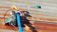 Explosivo de alto poder cayó sobre el techo de una vivienda en El Plateado y no estalló: así lo hallaron