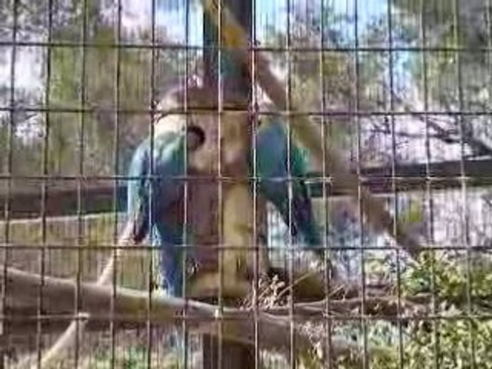 couple de ararauna