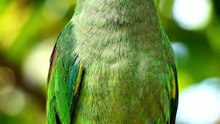 Ring neck parrots original voice