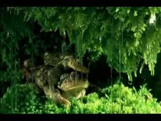 humour Grenouille reproduction