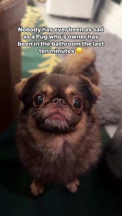 King Chilli The Pug