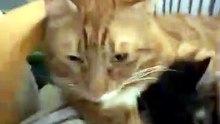 Meow