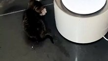#kittens