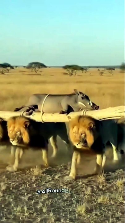 Pumbaa’s VIP Transport: When You’re the King of the Savannah! #funny #Warthog #LionKing #FunnyAnimal