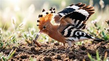 Hoopoe Ground Probe Hunt