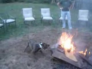 Un pitbull qui s'amuse avec le feu
