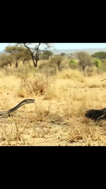 Tragic End For Brave Beast!