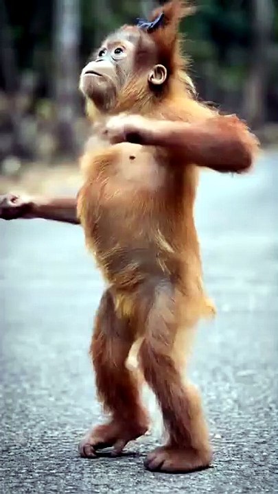 Monkey dance clip