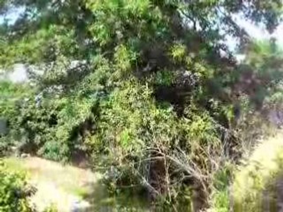 DSCN1941