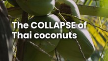 Thai farmgate prices for coconuts have been decimated. But by whom?