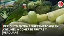 Periquito entra a supermercado en Cozumel a comerse frutas y verduras