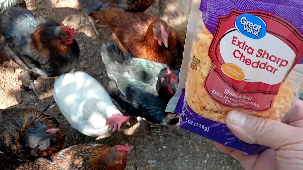 Chicken's 6379th daily cheese treat.