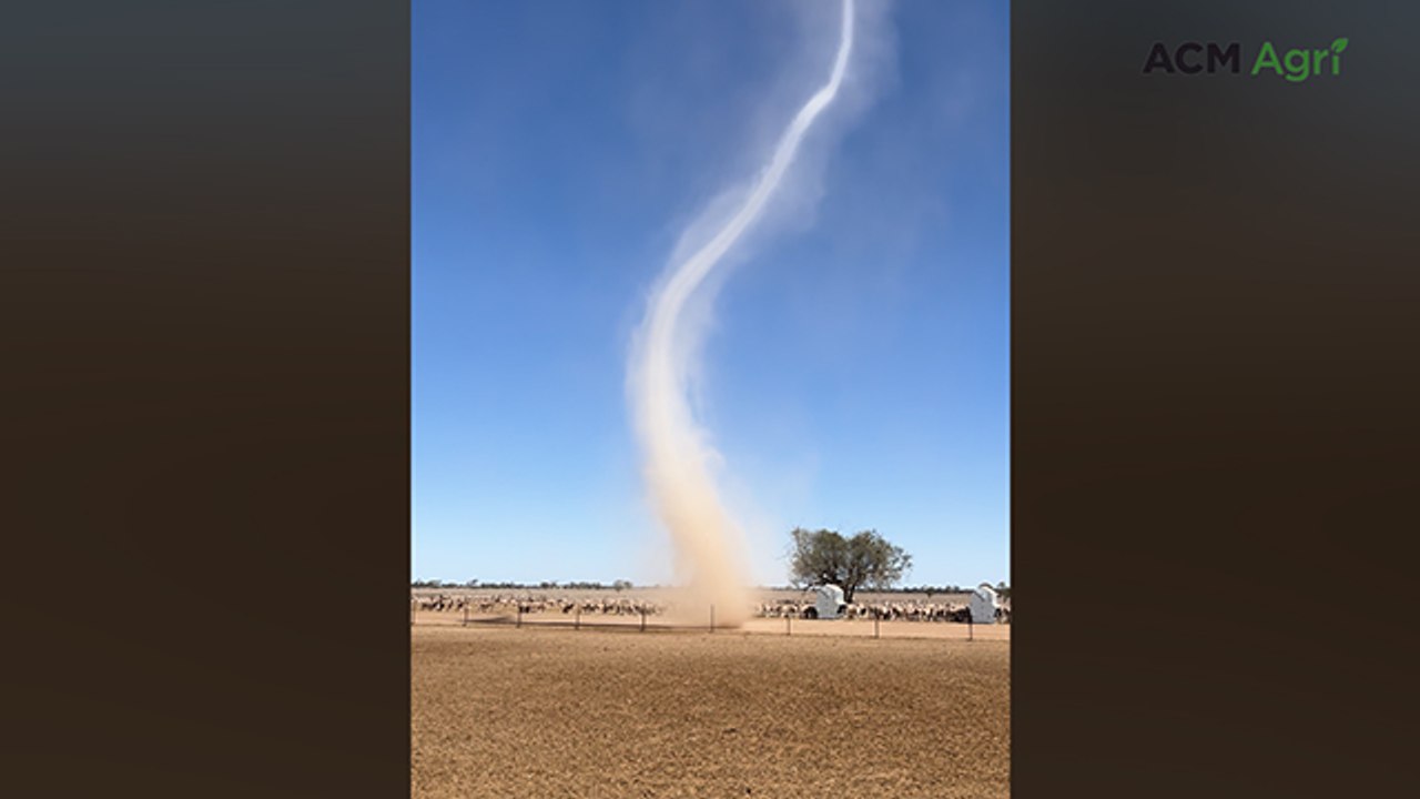 Dust tornado sweeps across paddock at Nyngan