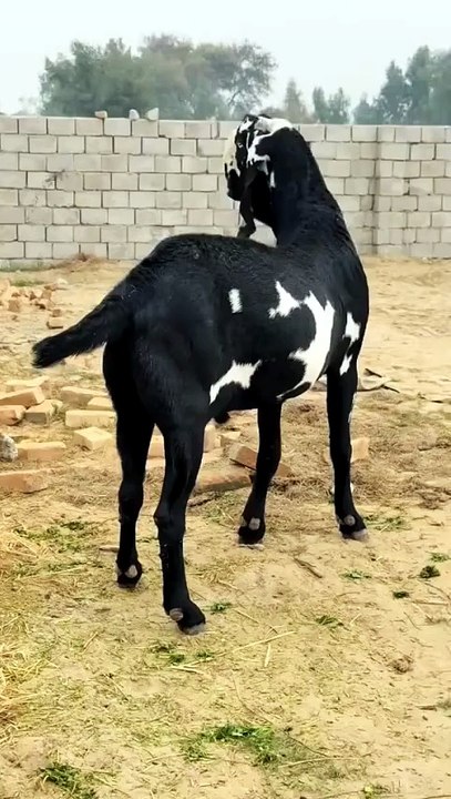 Beetal goats   are a popular breed in Pakistan and India, often raised for both milk and meat.