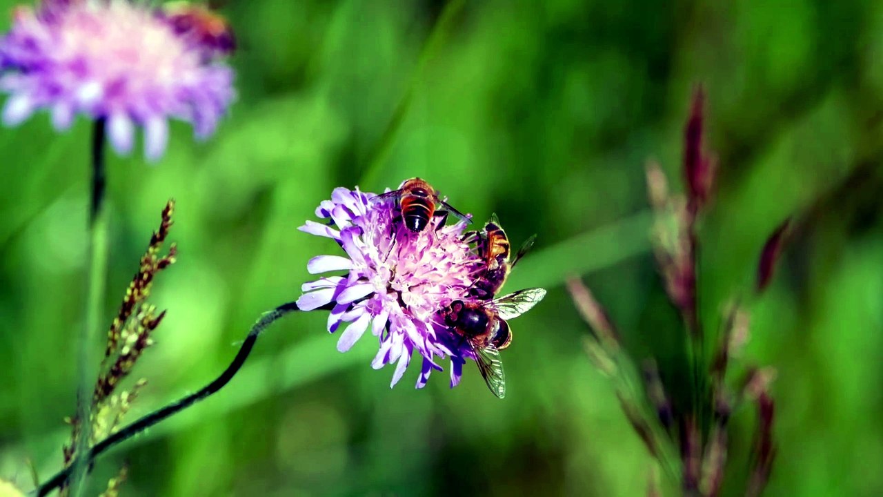 What If Bees Disappeared Tomorrow?