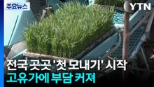 고유가 속 첫 모내기..."생산원가 크게 오를 듯" / YTN