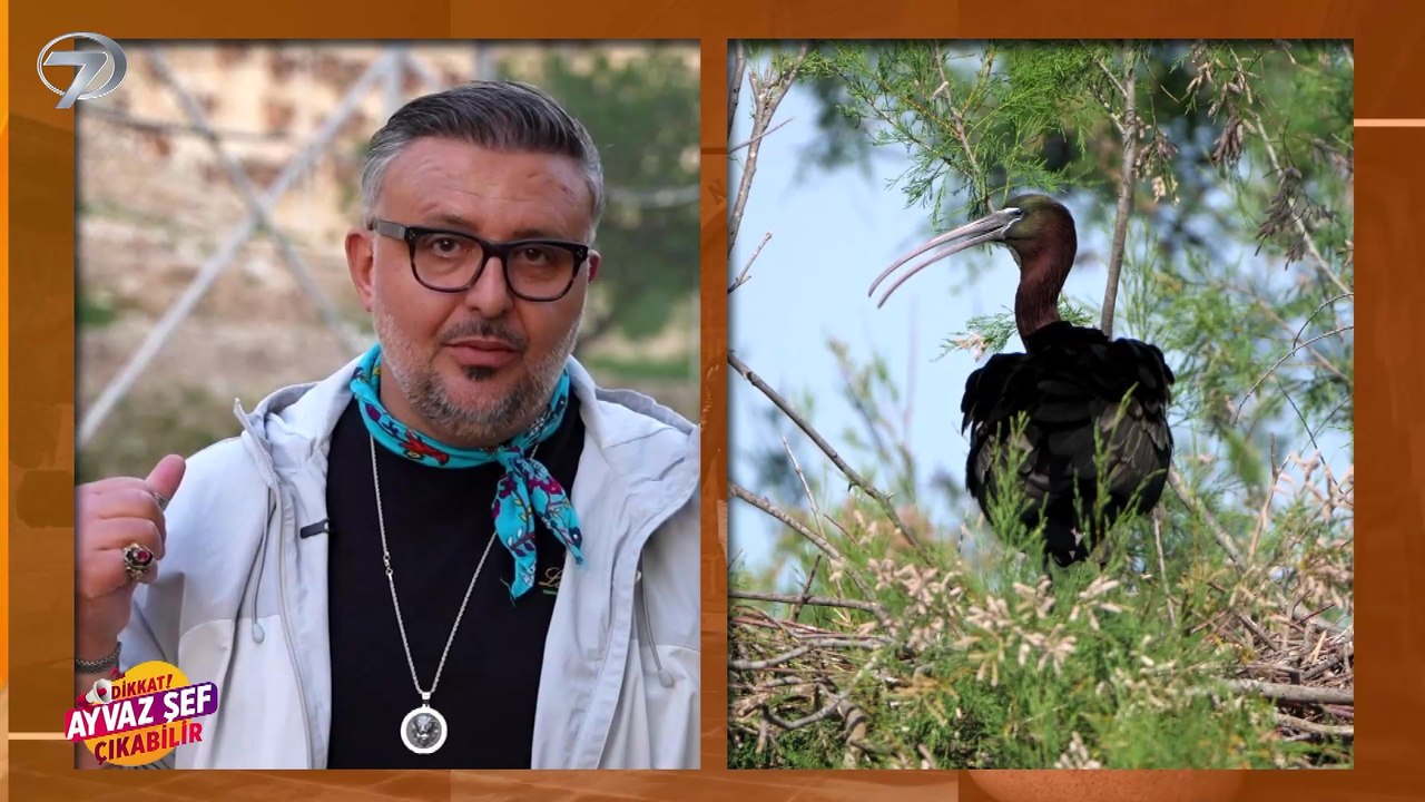 Dikkat Ayvaz Şef Çıkabilir - Birecik - Kolaj | 24 Nisan 2026