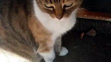 Friday, Fri-yay! 🎉 #cats #funnycats #catlovers