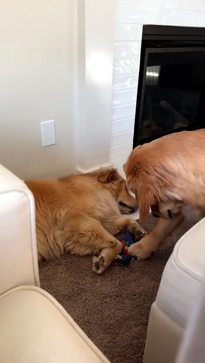 Un chien vole un jouet à son pote endormi