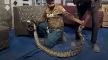 फर्नीचर शॉप में घुसा विशाल अजगर, ऐसे क‍िया गया रेस्क्यू