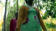 'Carbon Neutral' Paper Company Linked to Deforestation in Indonesia