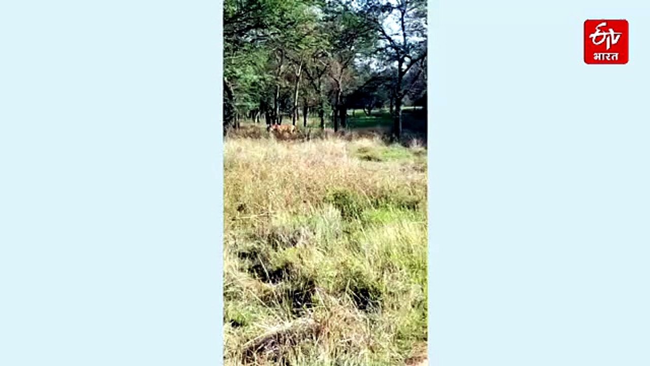 चीतों के घर कूनो नेशनल पार्क में रणथंभोर के टाइगर की एंट्री, संघर्ष की आशंका, वन विभाग की पैनी नजर