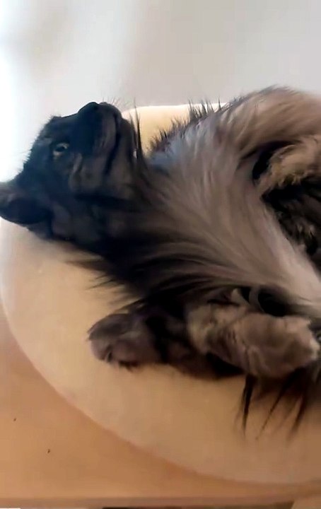 Who needs a fan when you’ve got a tail? 😂 #cat #funnycats #catlovers