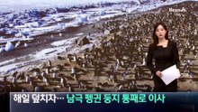 해일 덮치자…남극 펭귄 둥지 통째로 이사