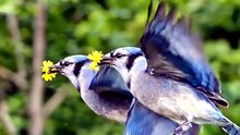 Birds flying with flowers