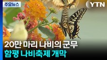 꽃물결 위로 20만 마리 나비의 군무...함평 나비축제 개막 / YTN