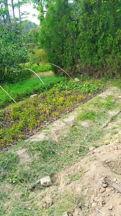 Punjabi mahol