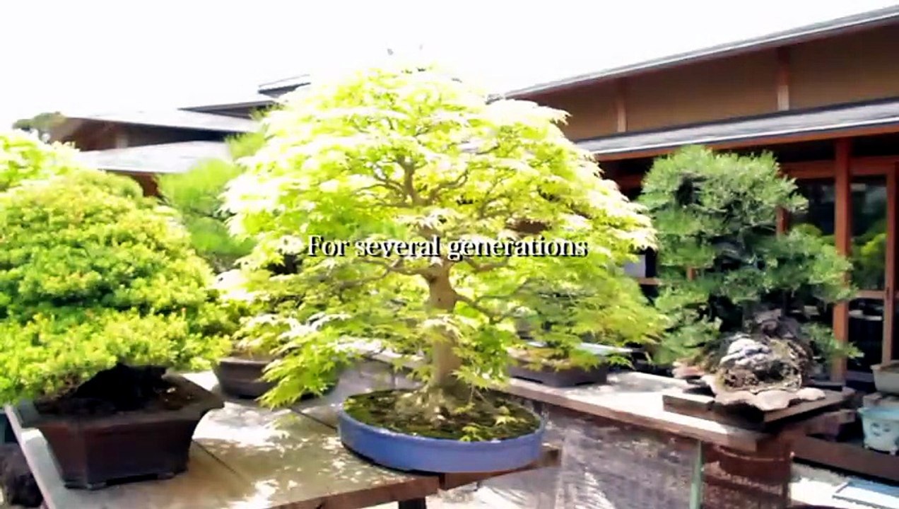 BONSAI WARRIOR TRAILER