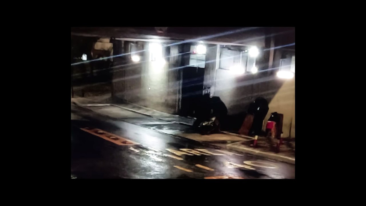 Máfia de Pelúcia | Trailer