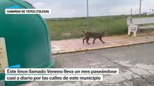 El lince que pasea a menudo por Cabañas de Yepes (Toledo)