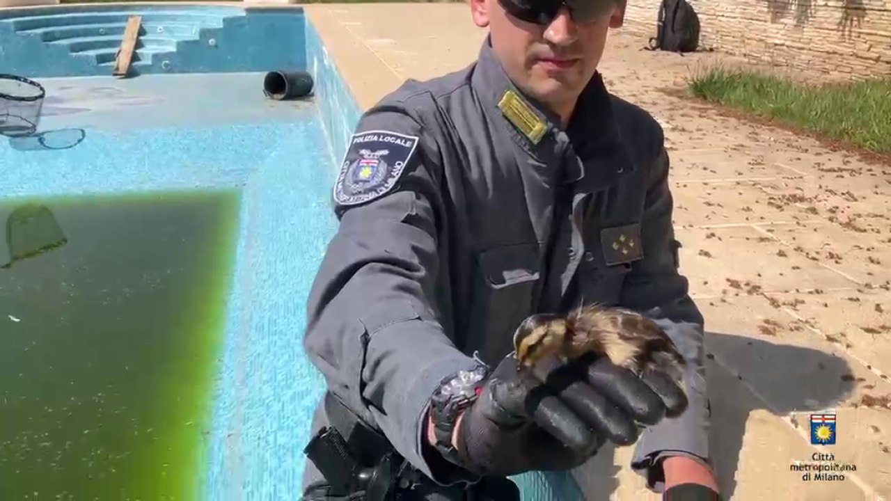 Basiano, il momento in cui gli agenti della Polizia Provinciale recuperano una nidiata di anatre che viveva nella piscina di una villetta