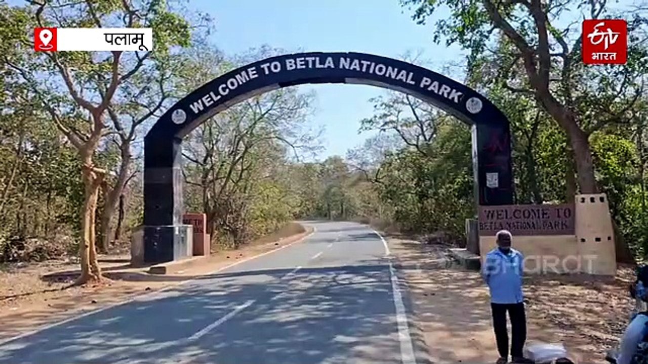 शाकाहारी वन्य जीवों को क्यों दिया जाता है नमक,...