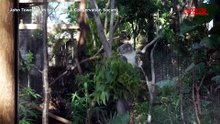 Florida, lo zoo di Palm Beach d? il benvenuto a un cucciolo di koala