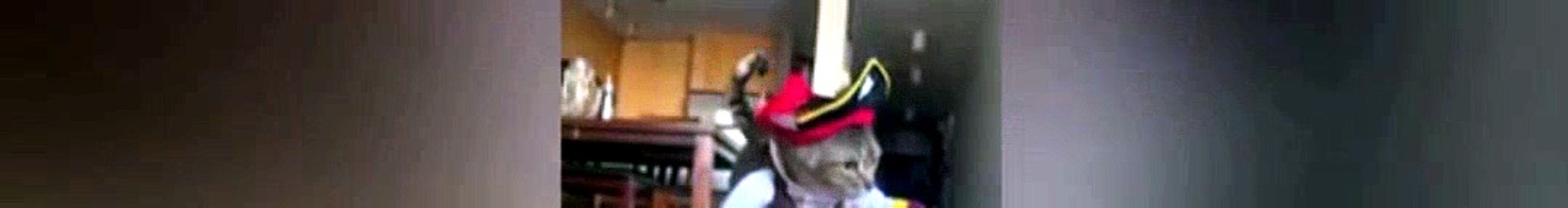 funny cats muted 4