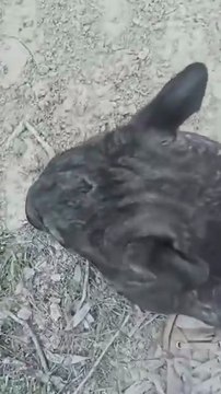 Baby button nose zoomies are the best zoomies