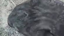 Baby button nose zoomies are the best zoomies