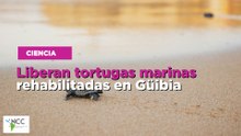 Liberan tortugas marinas rehabilitadas en Güibia