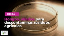 Hongos, aliados para descontaminar residuos agrícolas