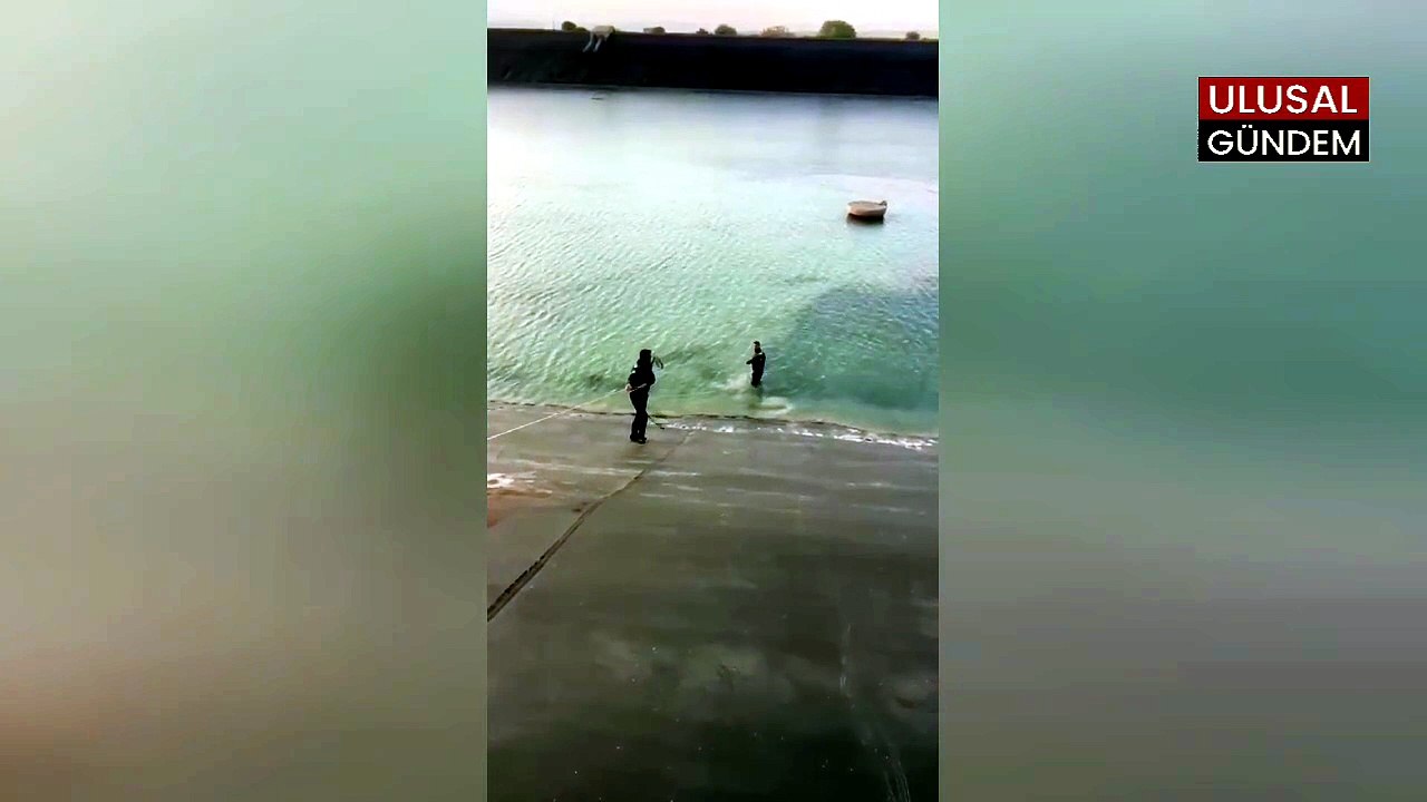 Şanlıurfa'da sulama göletine düşen tilki kurtarıldı
