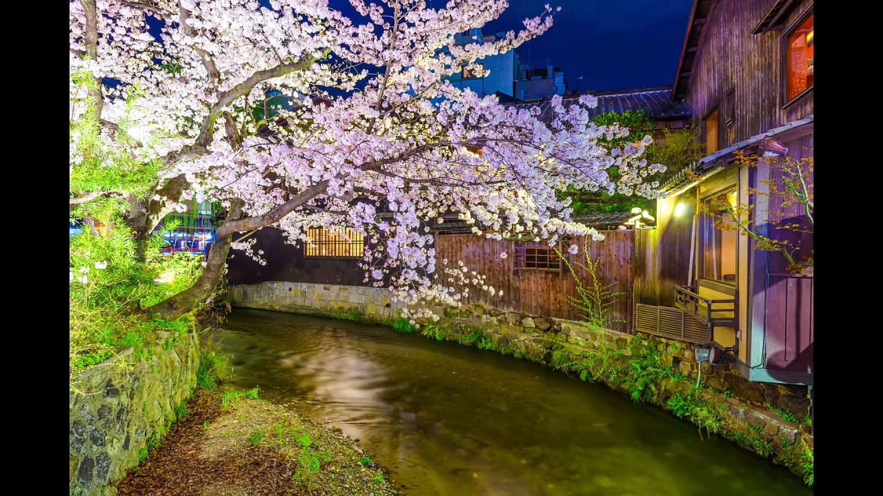 What’s Hiding Among Kyoto’s Blossoms?