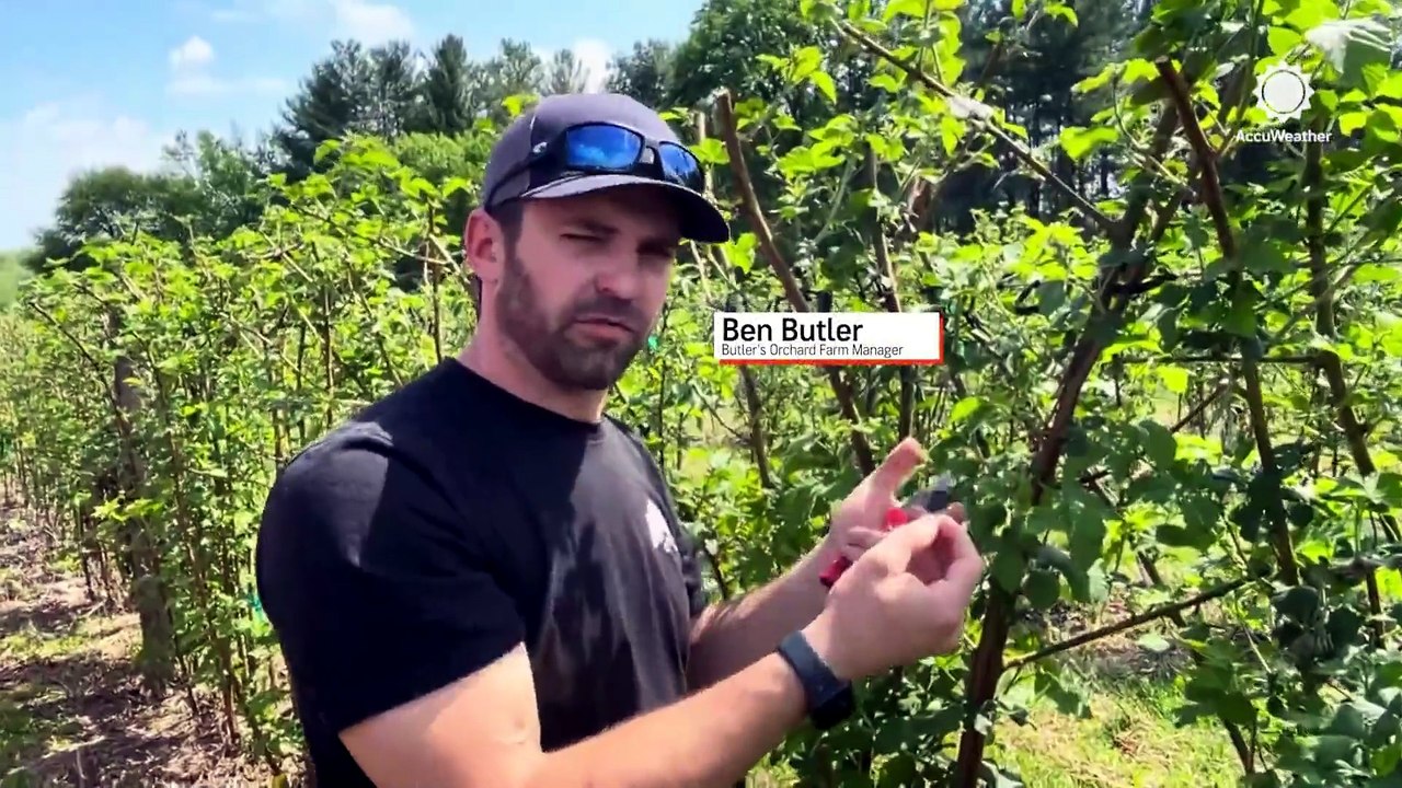 Maryland farmer says spring freeze will impact produce crops