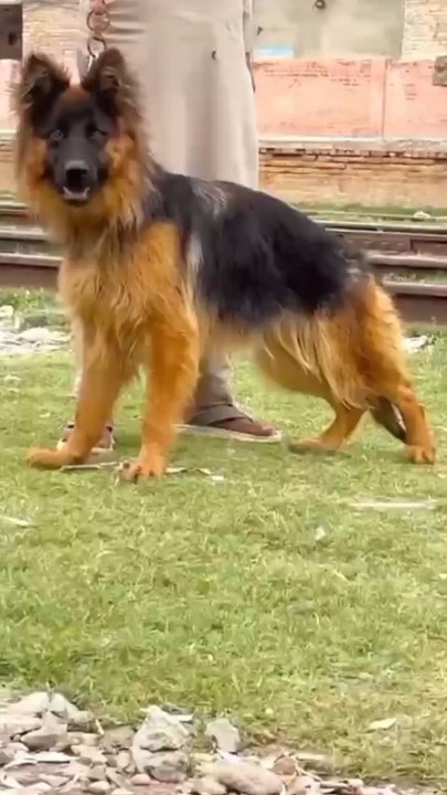 Garman shephers female dog